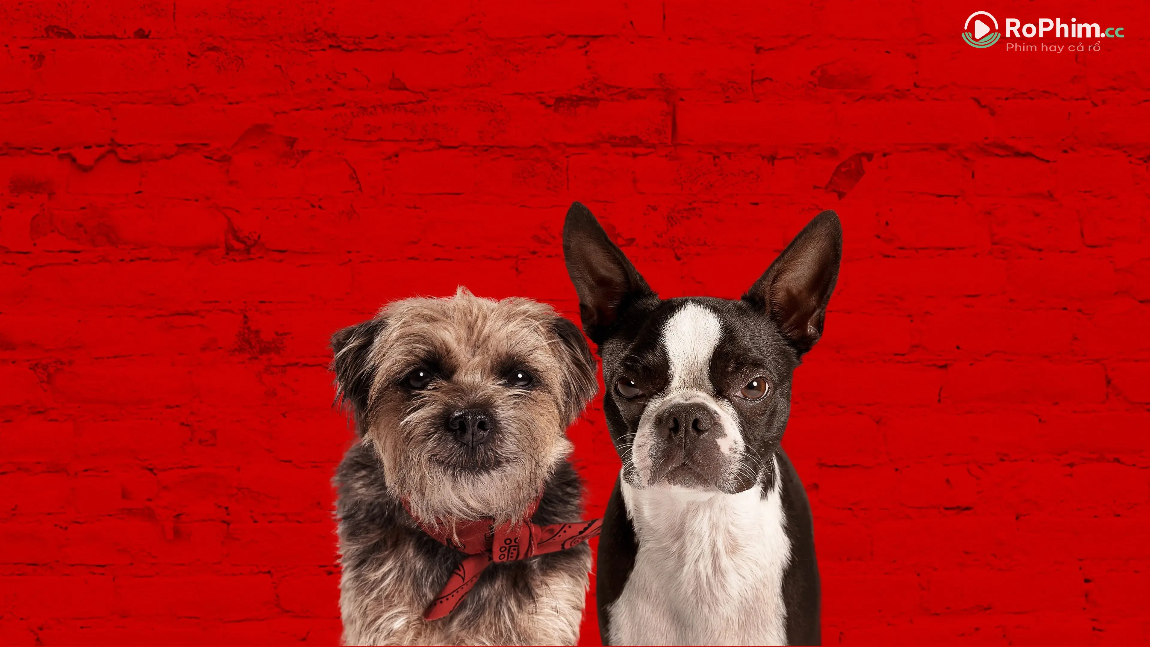 Đời Quá Chó (Những Chú Chó Đam Mê) Tập Full