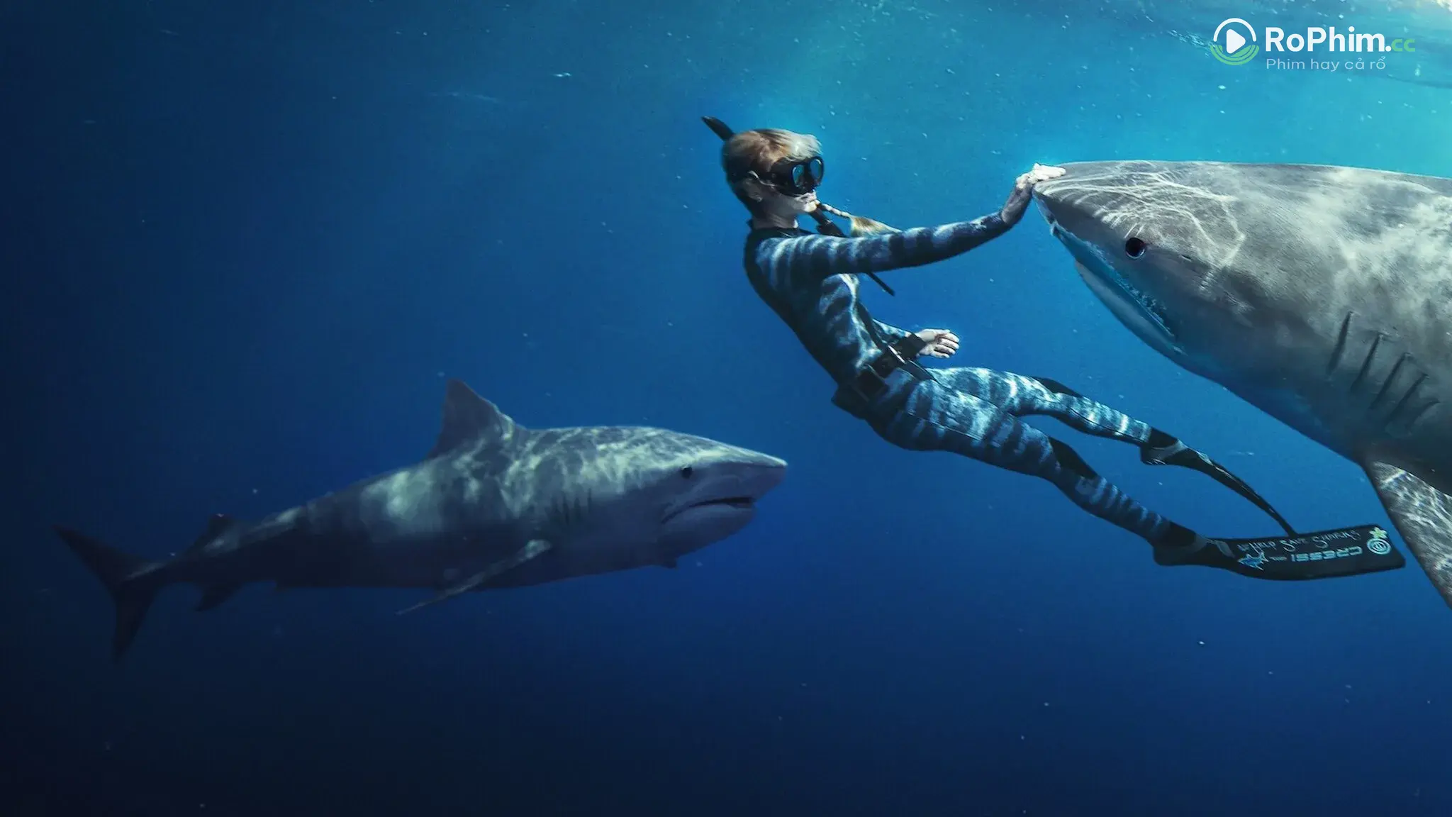 Người Tình Của Cá Mập Tập Full